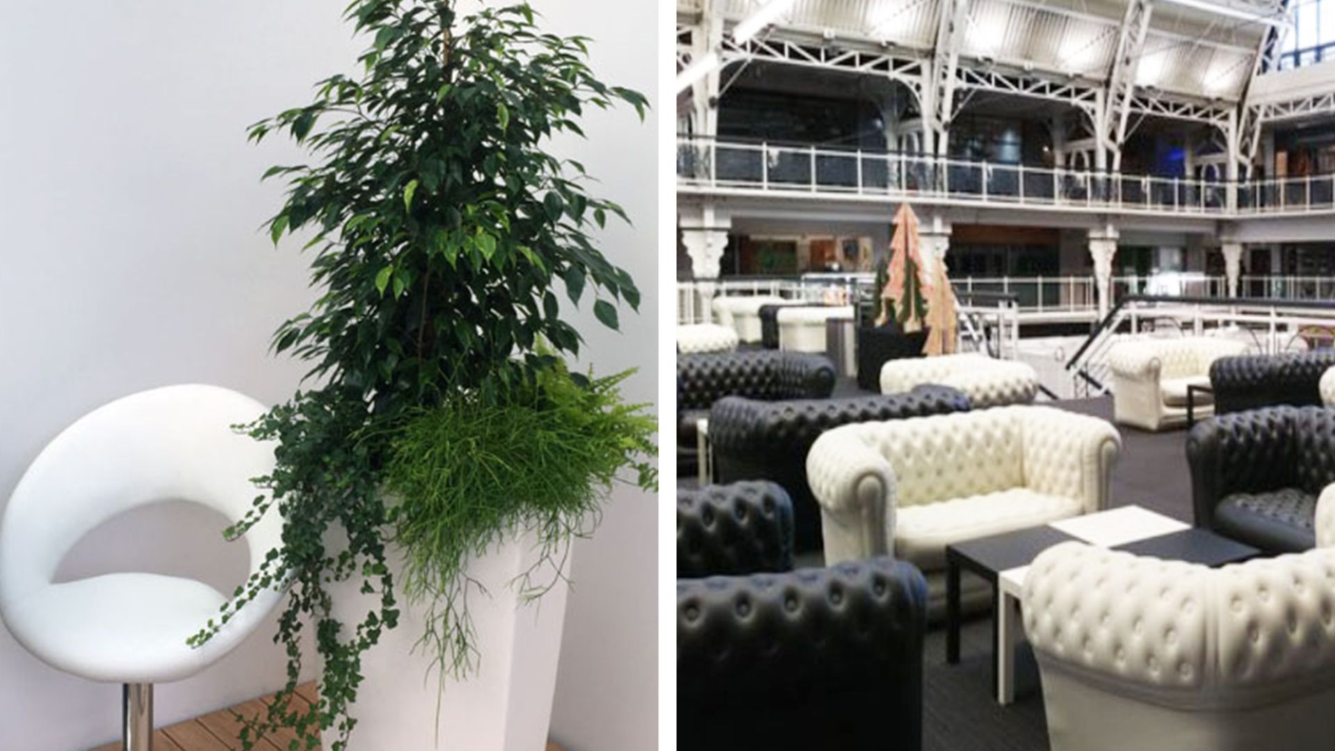 Plants and Inflatable Furniture